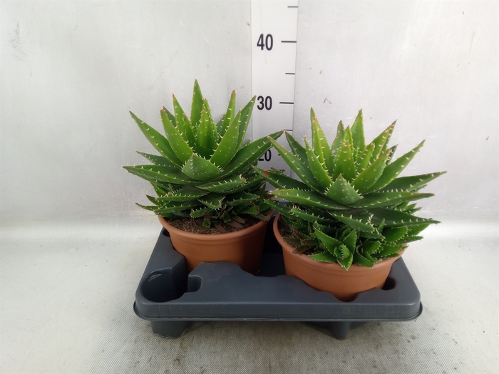 <h4>Aloe perfoliata</h4>