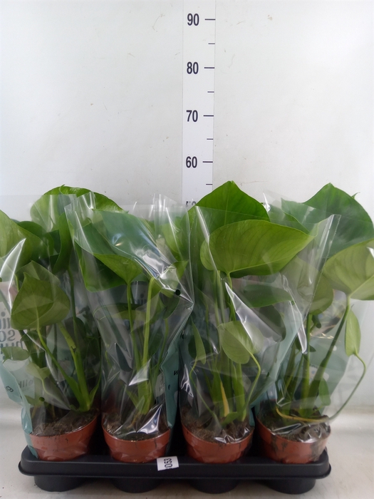 <h4>Monstera delic.</h4>