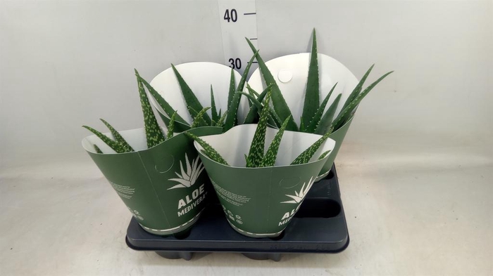 <h4>Aloe   ...mix</h4>