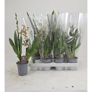 ORCHIDEEEN GEM