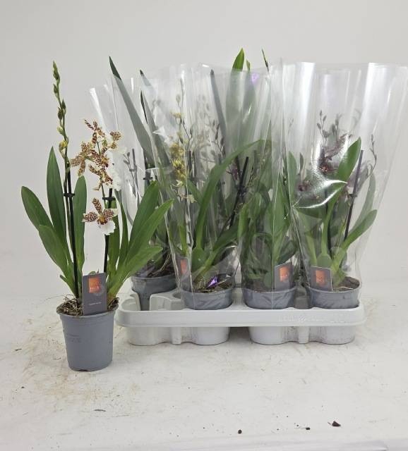 <h4>ORCHIDEEEN GEM</h4>