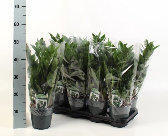 <h4>ZAMIO ZAMIIFOLIA</h4>