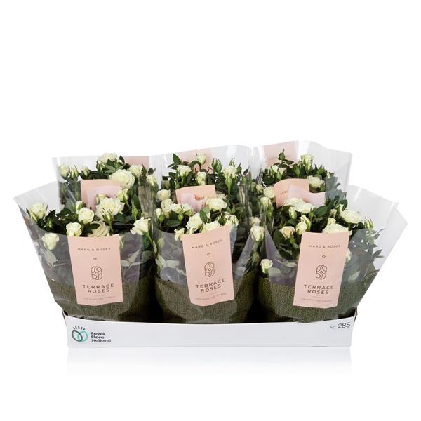 <h4>Rosa Alaska Kordana</h4>