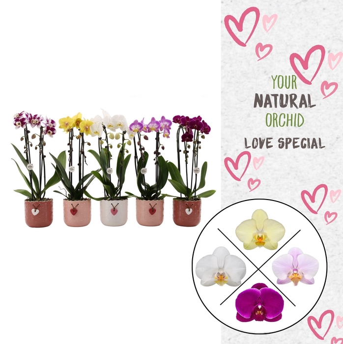<h4>Your Natural Orchid | Cascade mix seizoenkeramiek | Phal 2 spike</h4>