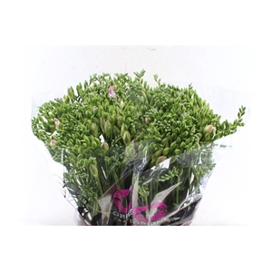 Fr Du Honeymoon Pink