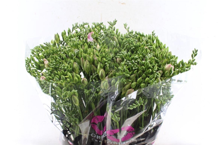 <h4>Fr Du Honeymoon Pink</h4>