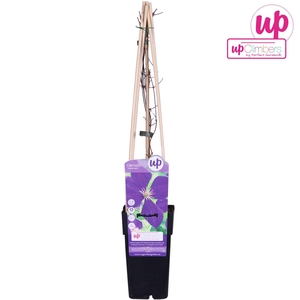 Clematis Jackmanii P15