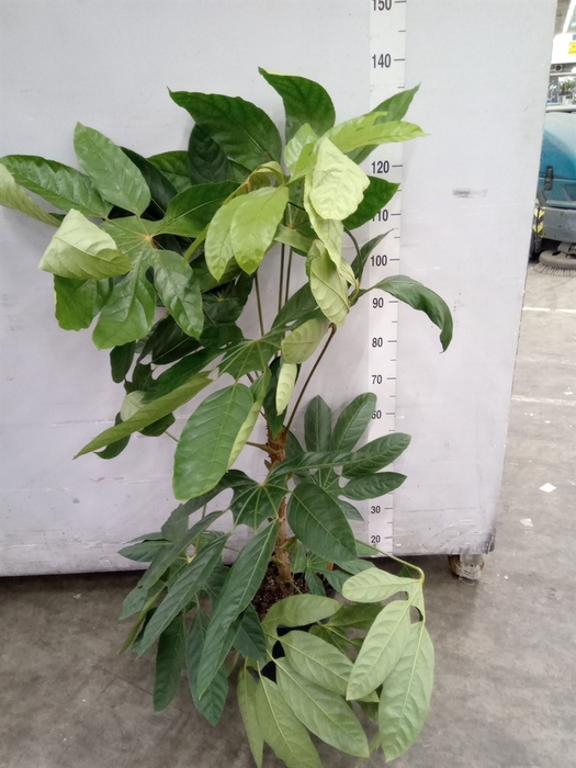 <h4>Planten Groen   ...L%</h4>