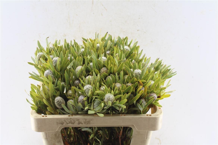 <h4>Kaaps Sabulosum</h4>