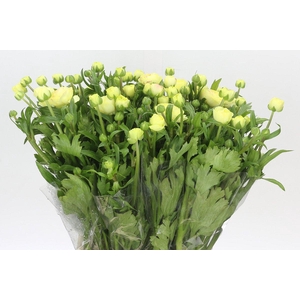 Ranunculus Natura Moderna Limoncello