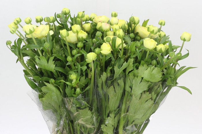 <h4>Ranunculus Natura Moderna Limoncello</h4>