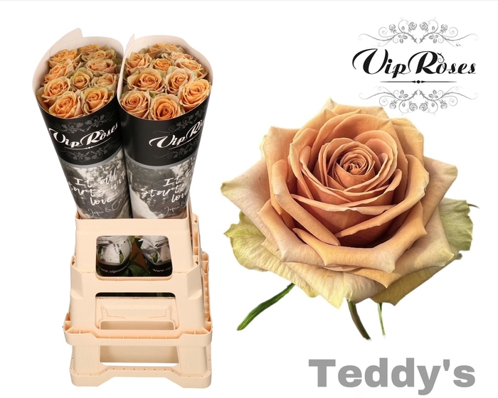 <h4>R GR TEDDYS</h4>