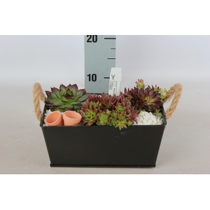 ARR SEMPERVIVUM