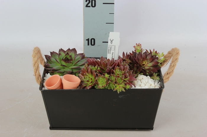 <h4>ARR SEMPERVIVUM</h4>