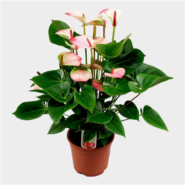 <h4>Anthurium 'Princess Amalia Elegance'</h4>