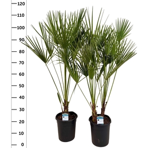 CHAM HUMILIS