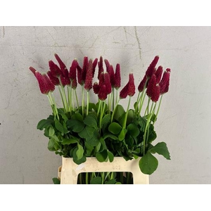 Trifolium Incarnatum