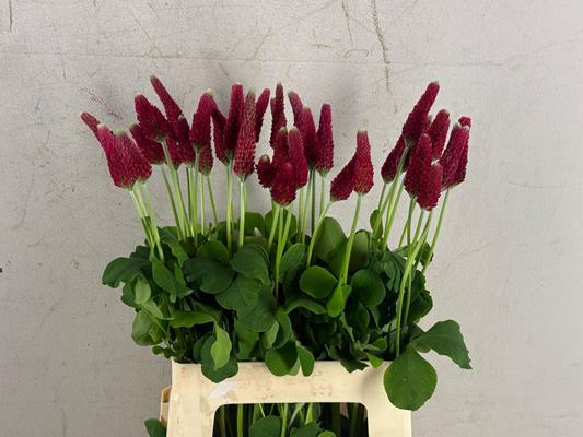 <h4>Trifolium Incarnatum</h4>