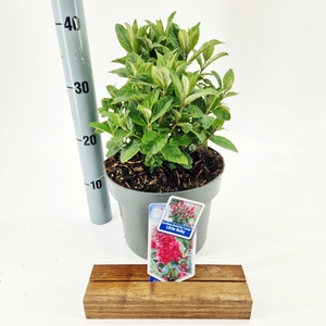 Buddleja Butterfly Candy Little Rub