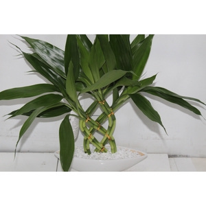 BAMBU BARCA P