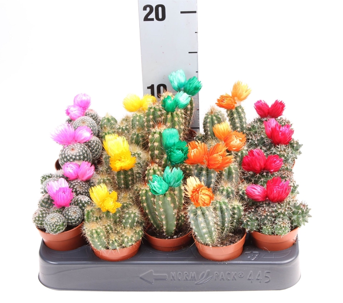 <h4>Cactus   ...decorated</h4>