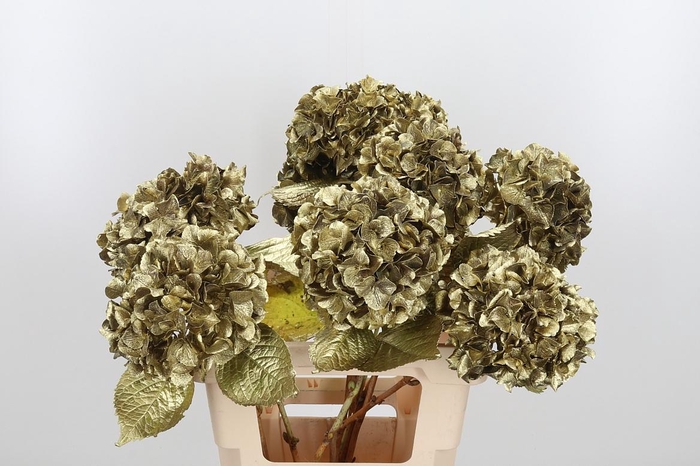 <h4>Hydrangea Kl Bh Goud</h4>