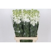 Matthiola Iron White