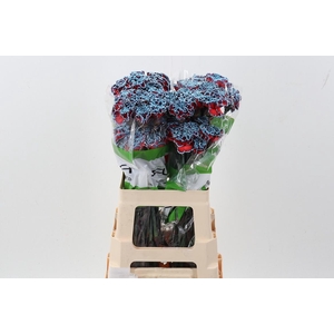 Di St Tinted Bazooka