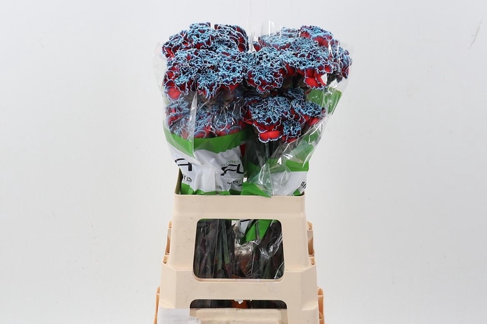 <h4>Di St Tinted Bazooka</h4>