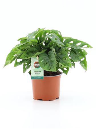 <h4>Monstera Adansonii</h4>