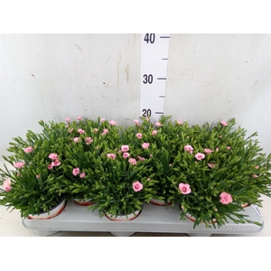 Dianthus  'Diantica Peach Party'