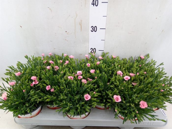 <h4>Dianthus  'Diantica Peach Party'</h4>