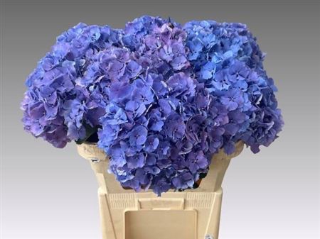 <h4>Hydr M Mag Bluebells 60cm</h4>