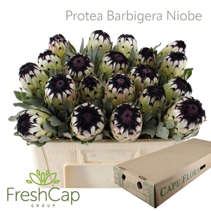 Protea Barbigera Niobe