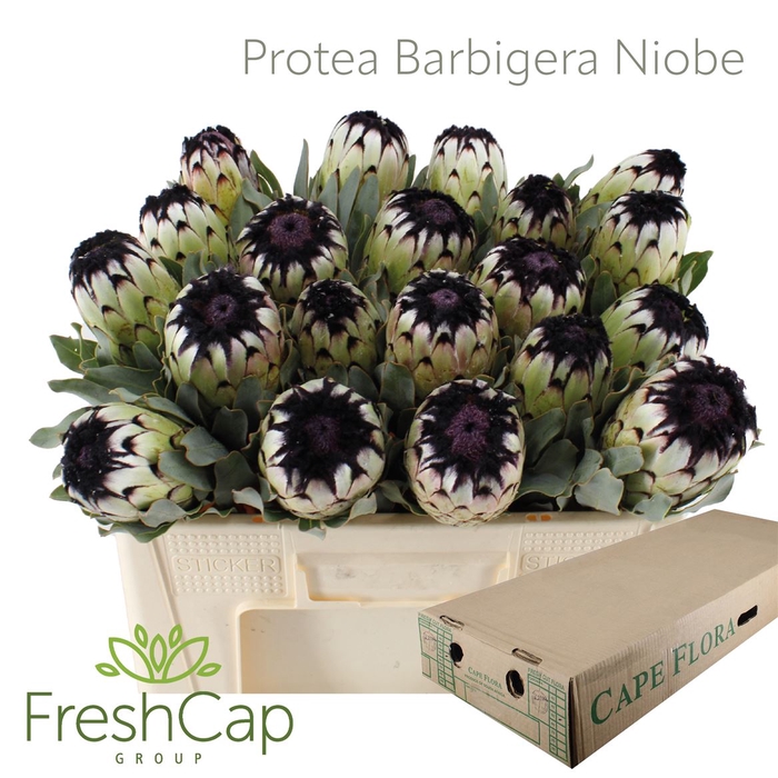 <h4>Protea Barbigera Niobe</h4>