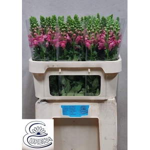 ANTIR AVIGNON C ROSE