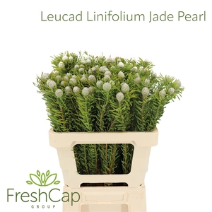 Leucad Linifolium Jade Pearl