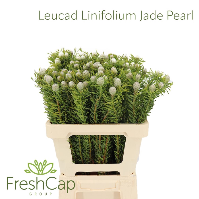 <h4>Leucad Linifolium Jade Pearl</h4>