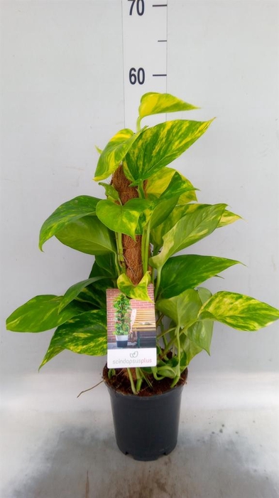 <h4>Epipremnum pinn.   ...moss stick</h4>