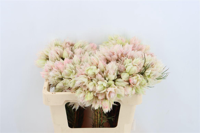 <h4>Blushing Bride - White 4-5</h4>