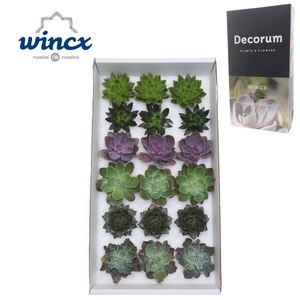 Echeveria Autumn Mix (wincx) Cutfl (6 Spcs) Wincx-