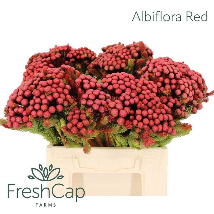 Albiflora Red