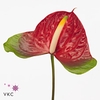 Anthurium narita