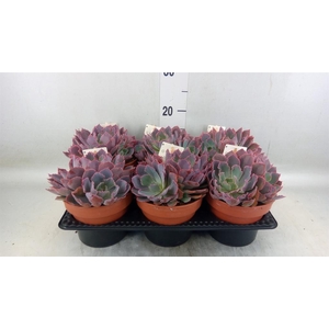 Echeveria   ...
