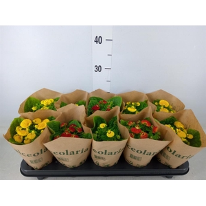 Calceolaria herbeohybrida