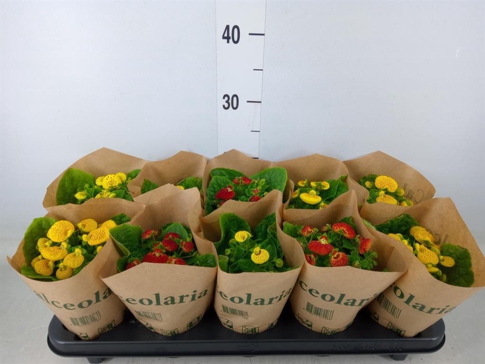 <h4>Calceolaria herbeohybrida</h4>