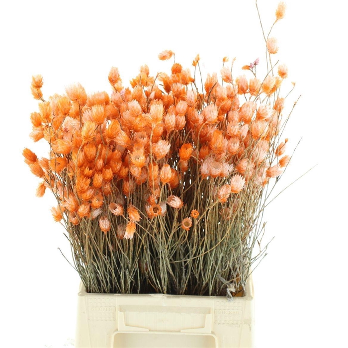<h4>SNIJBLOEMEN KLB H%</h4>