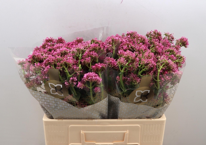 <h4>CENTR RUBER OV</h4>