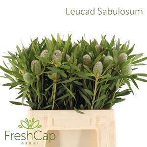 Leucad Sabulosum