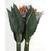 STRELITZIA LONG EXTRA